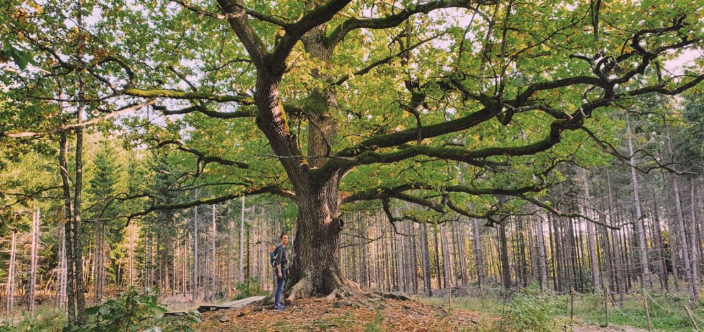 Paavolan tammi Lohja